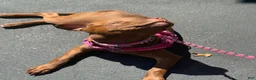 American Pit Bull Terrier dogs for sale: American Pit Bull Terrier 1 - Ad 3