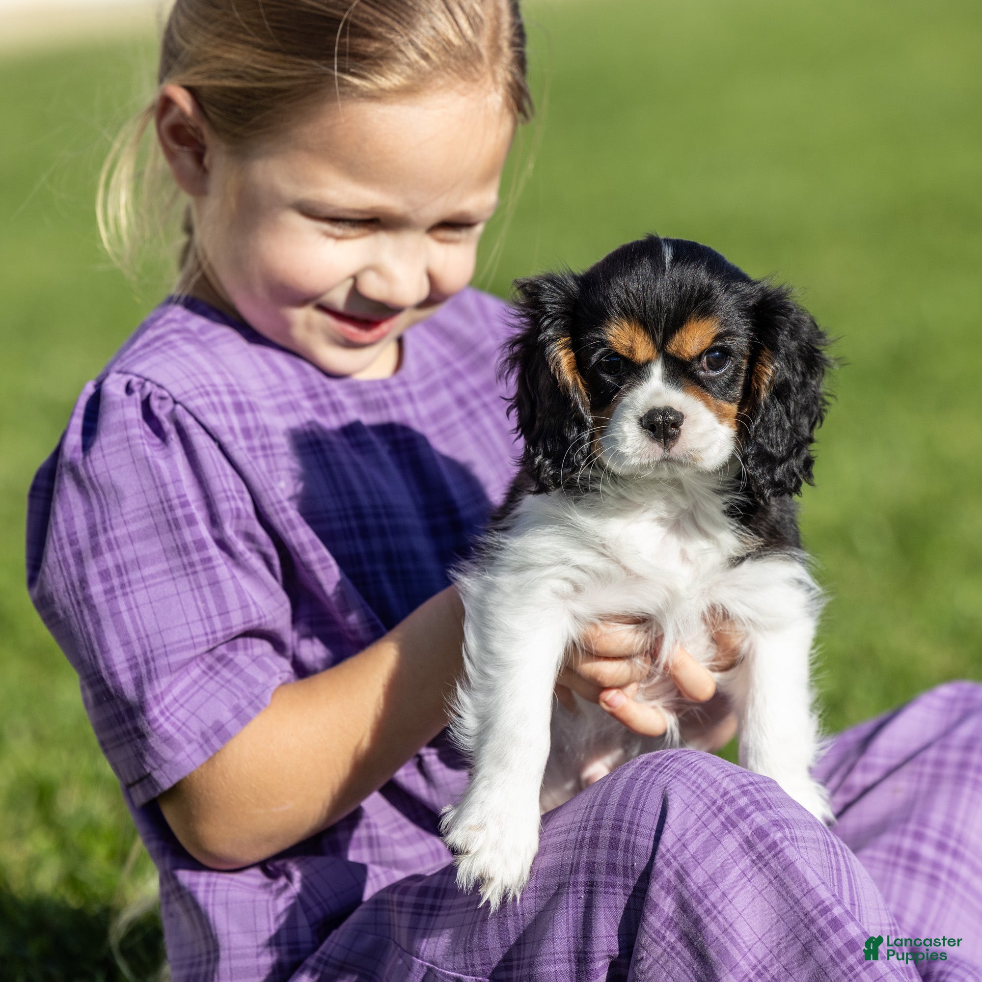 Cavalier King Charles Spaniel dogs Lincoln - Ad 1