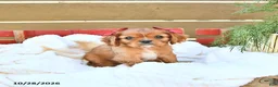 Cavapoo dogs for sale: Haven - Ad 3