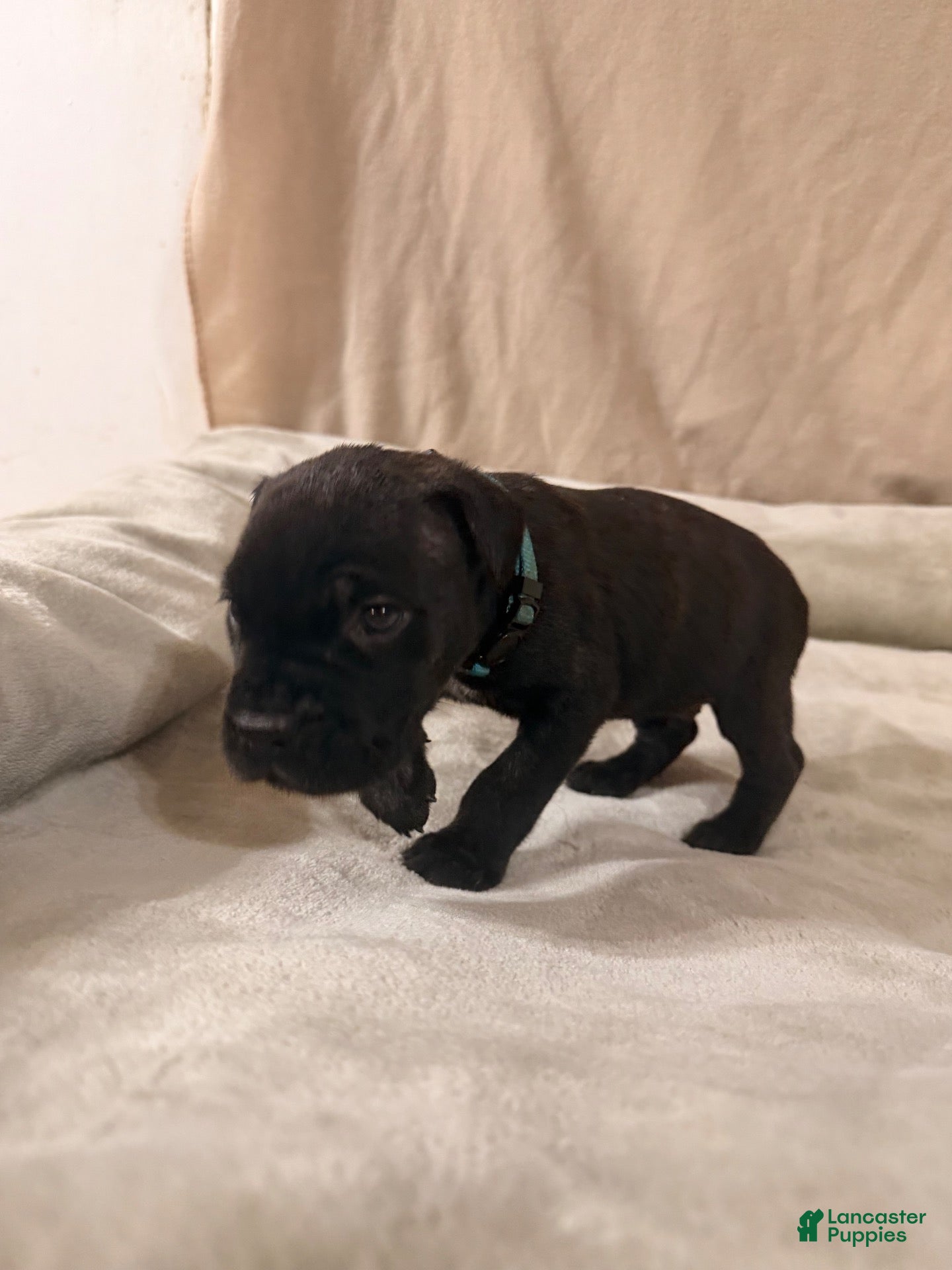 Cane Corso dogs for sale: light blue - Ad 2