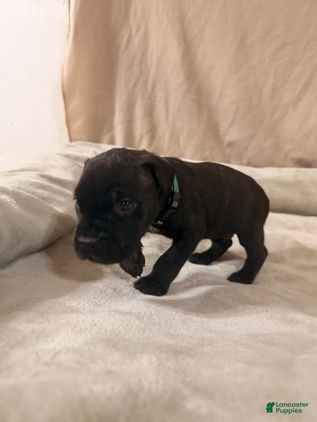 Cane Corso dogs for sale: light blue - Ad 1