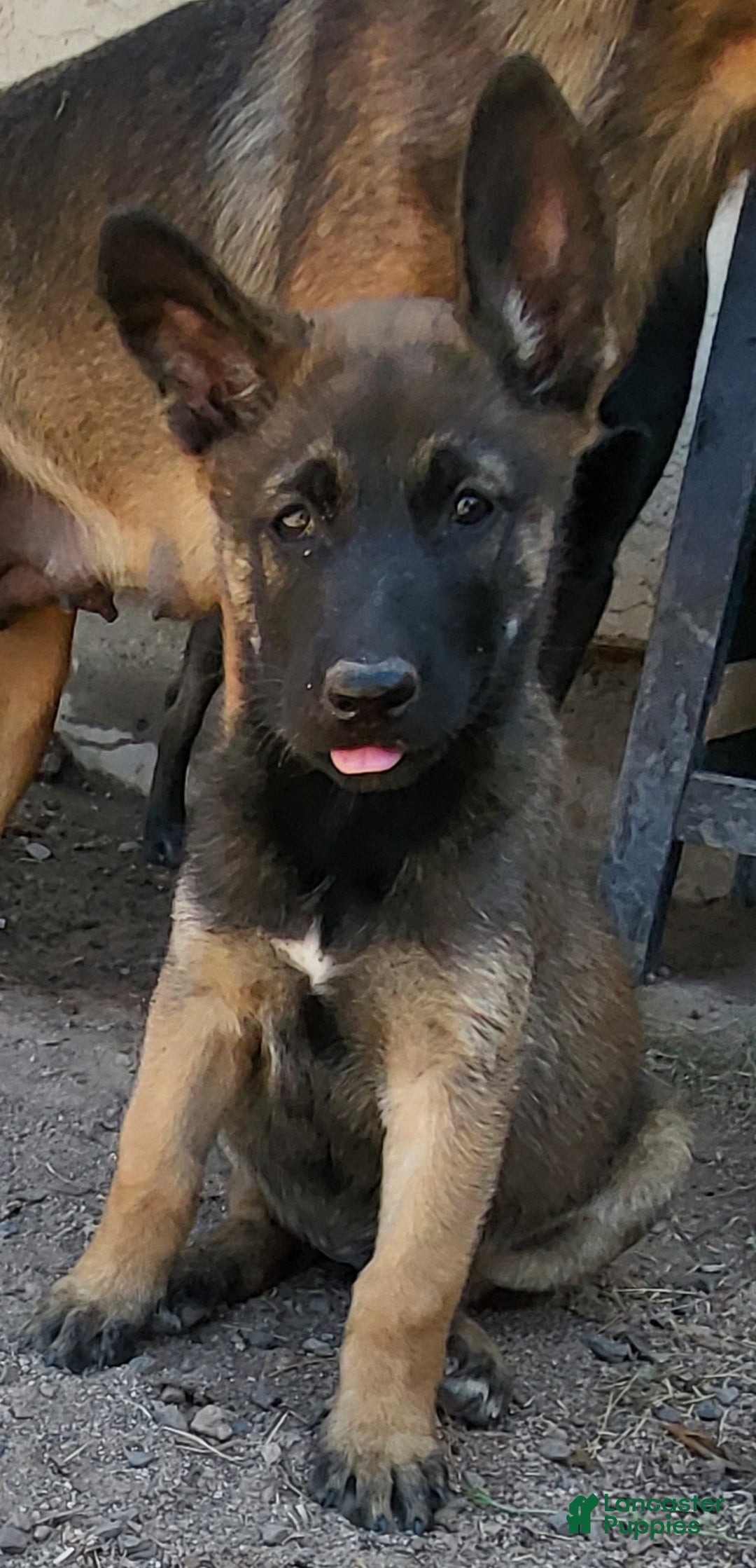 Mixed Breed dogs for sale: Mixed Breed Puppy 1 - Ad 8