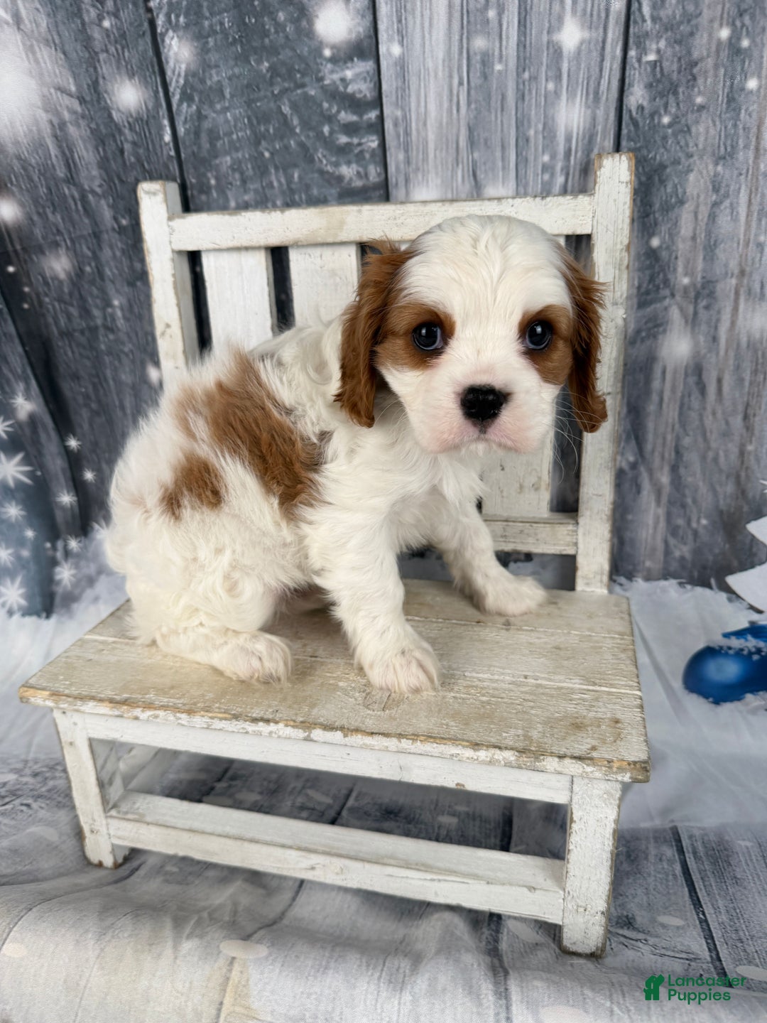 Cavalier King Charles Spaniel dogs for sale: Lucy - Ad 9