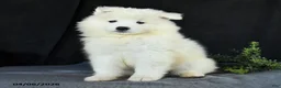 Samoyed dogs for sale: Darcy - Ad 3