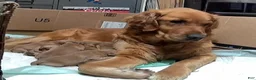 Golden Retriever dogs for sale: "Gracie" Red Girl - Ad 5