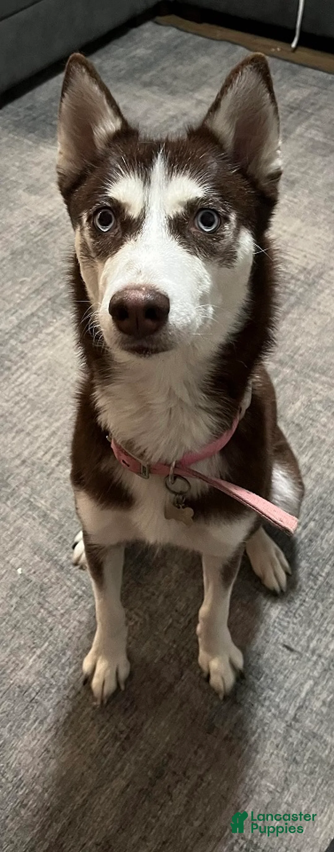 Siberian Husky dogs for sale: Milo - Ad 2