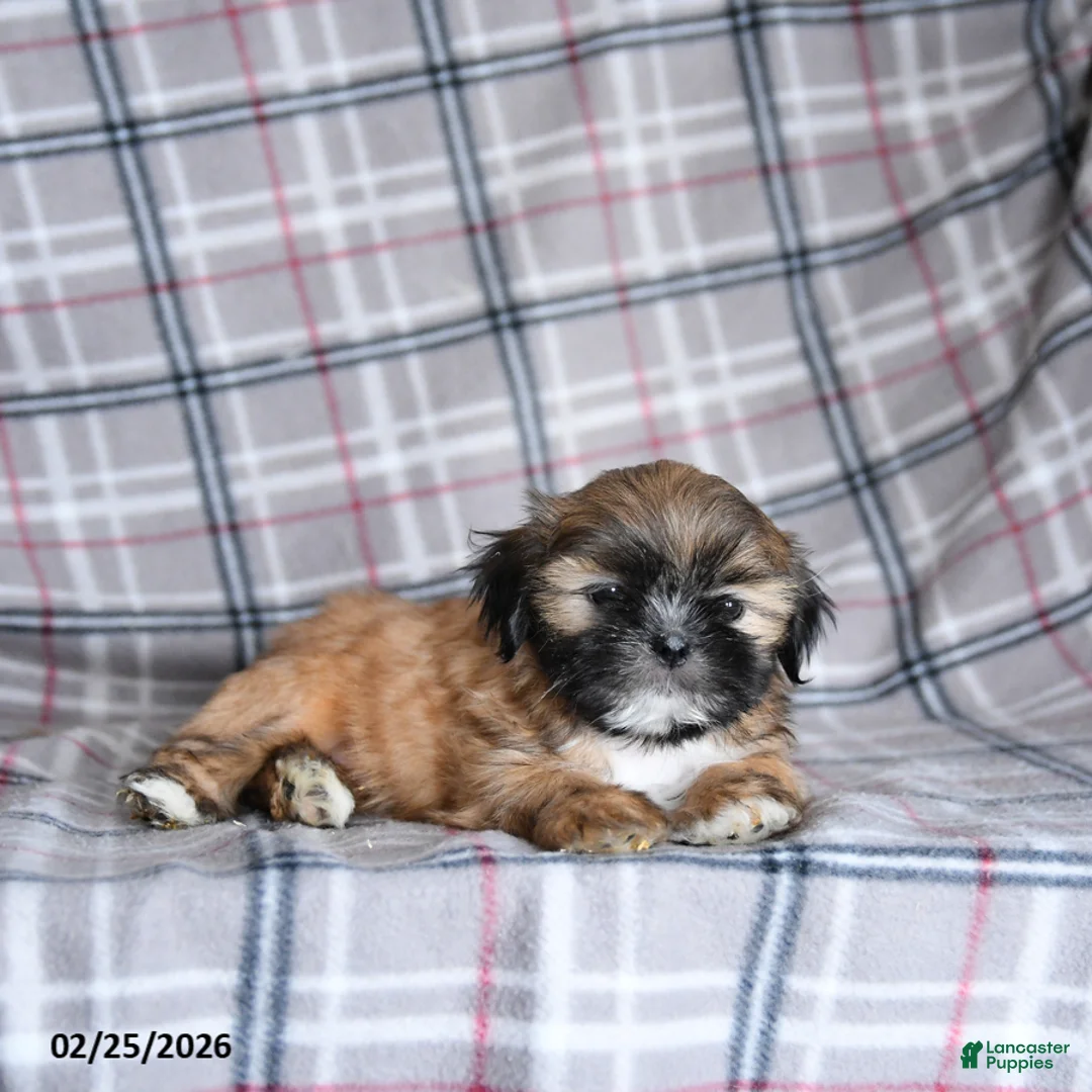Shih Tzu dogs for sale: Sandy - Ad 3