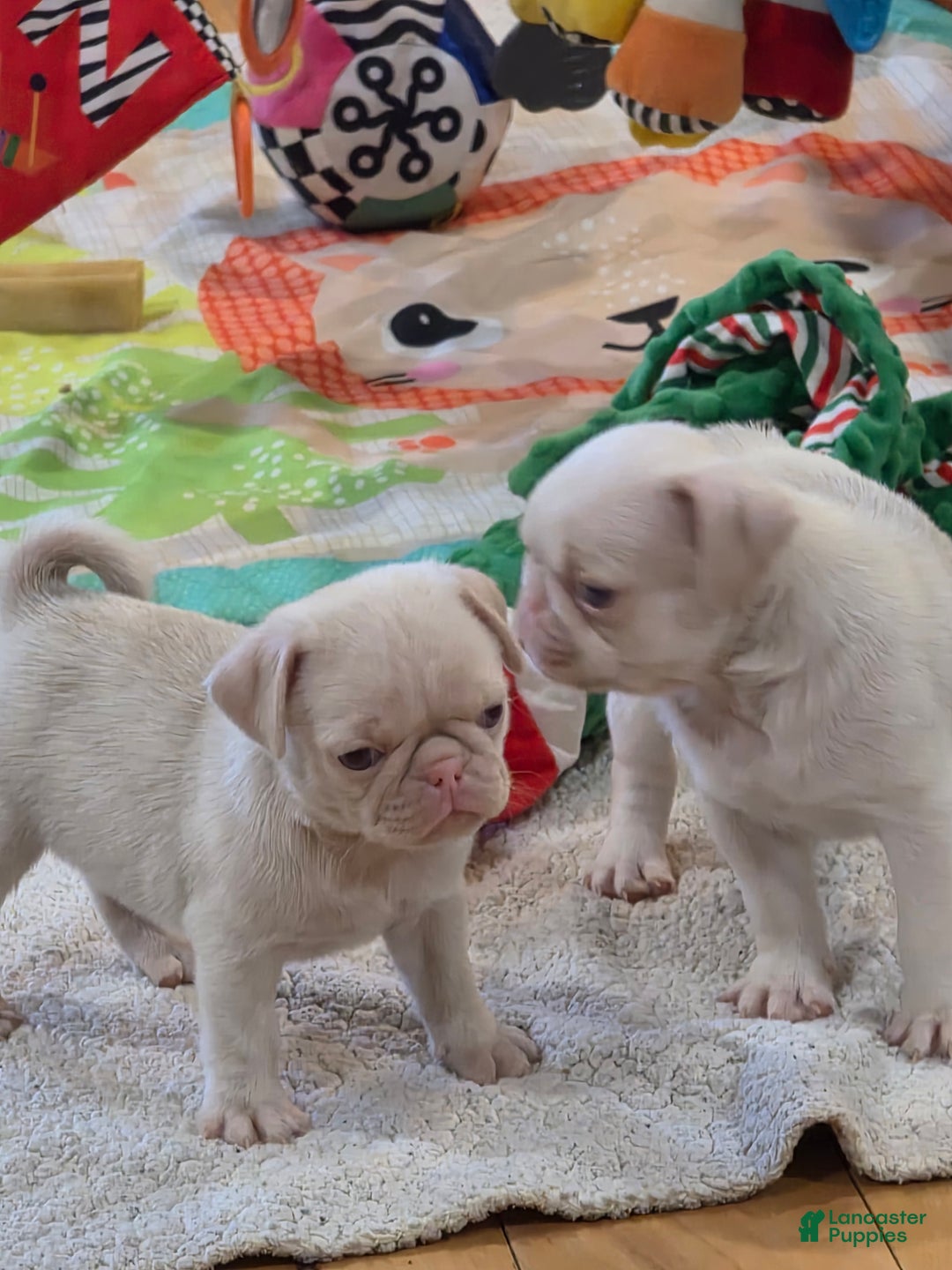 Pug dogs for sale: Pug Puppy 2 - Ad 3