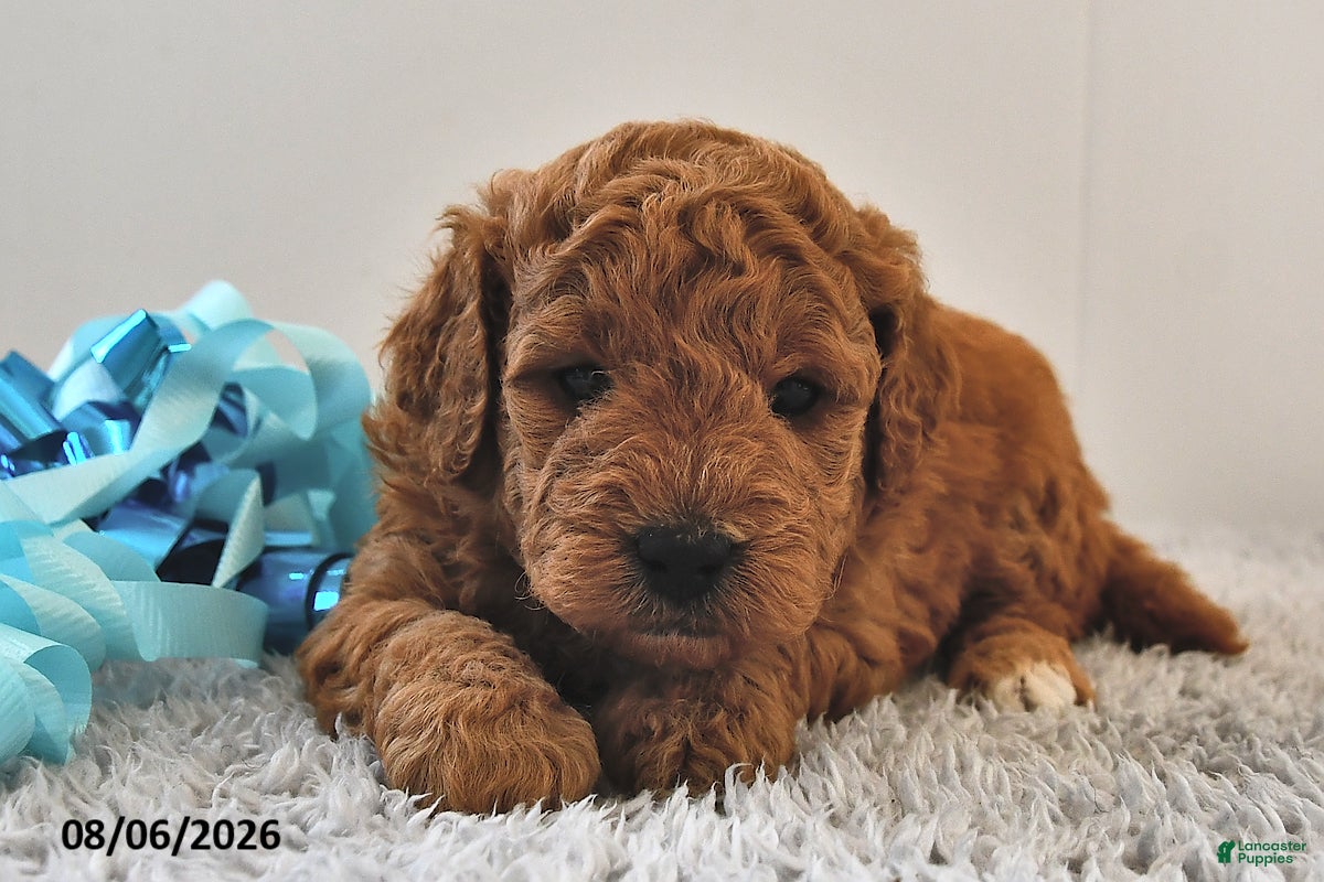 Mini Goldendoodle dogs Bella   - Ad 1