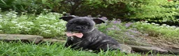 Frug dogs for sale: Mia - Ad 3