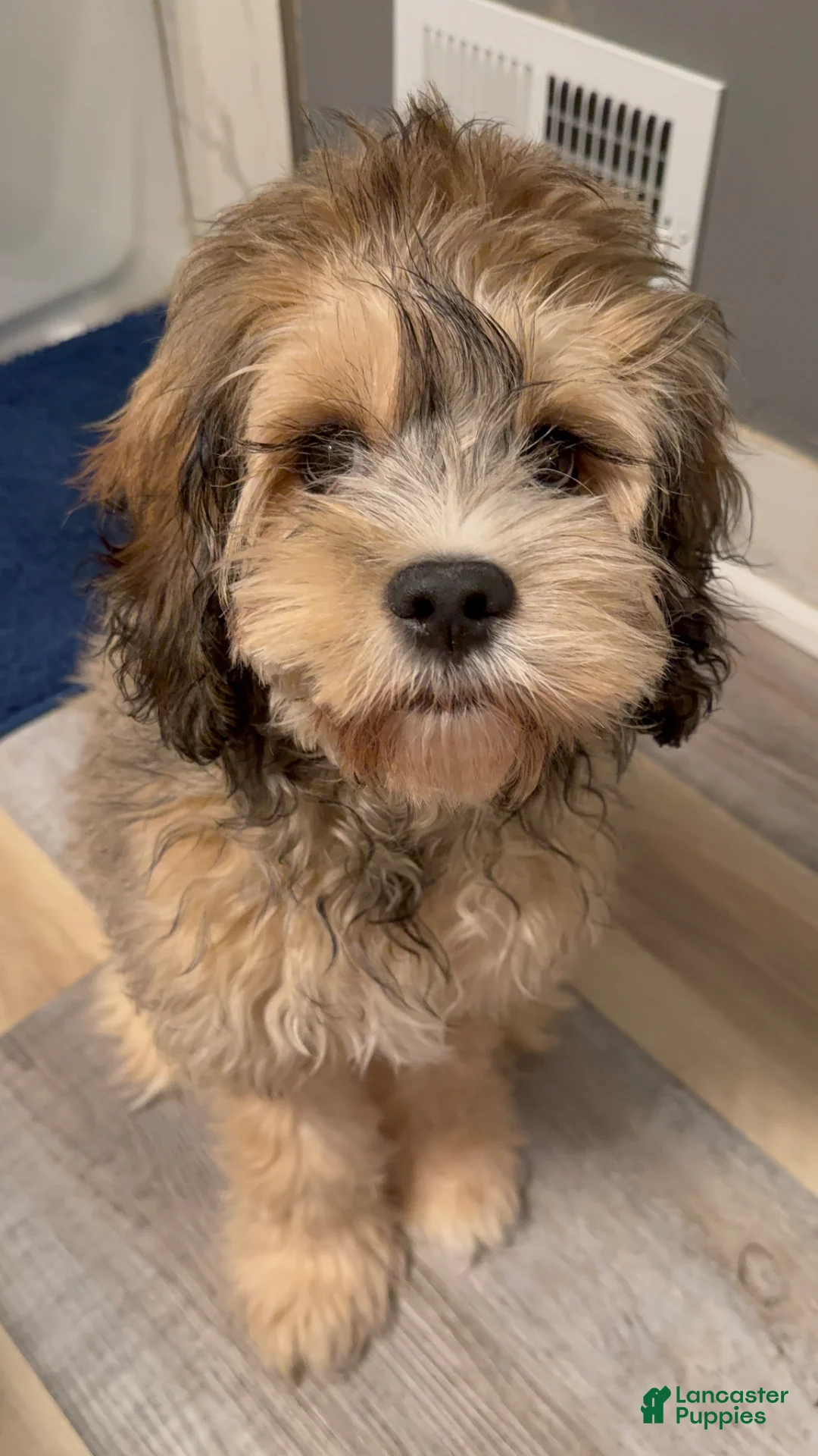 Cocker Spaniel dogs for sale: Cocker Spaniel Puppy 1 - Ad 1
