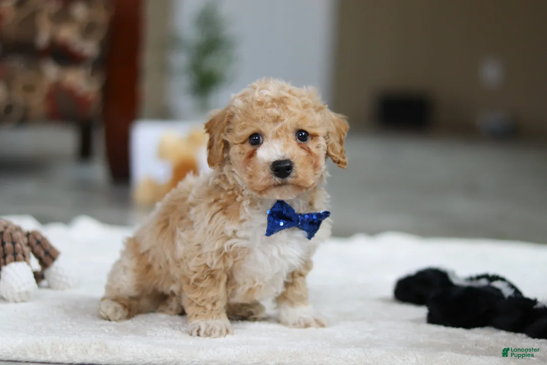 Bichpoo dogs for sale: Austin - Ad 4