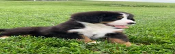 Bernese Mountain Dog dogs for sale: Forrest - Ad 8