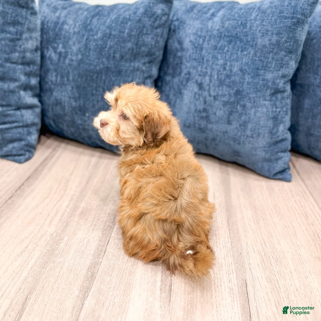 Havanese dogs for sale: Hunter - Ad 6