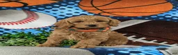 Cockapoo dogs for sale: Link - Ad 2