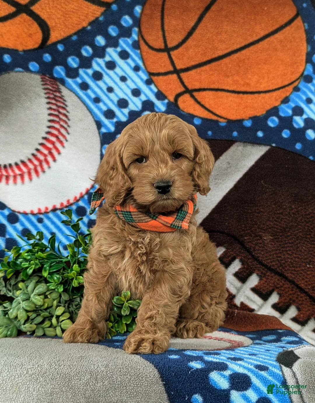 Cockapoo dogs for sale: Link - Ad 2