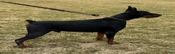 Doberman Pinscher dogs for sale: Doberman Pinscher 1 - Ad 3
