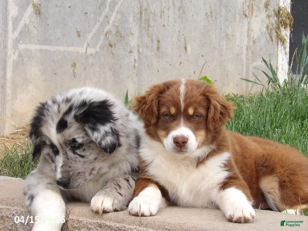 Australian Shepherd dogs for sale: Tinker - Ad 9