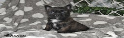 Mixed Breed dogs for sale: Noelle - Ad 1