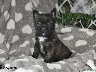Mixed Breed dogs Noelle - Ad 24