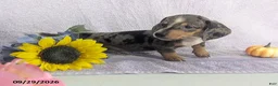 Dachshund dogs for sale: Larry Short - Ad 5