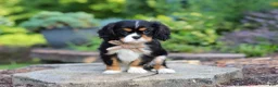 Cavalier King Charles Spaniel dogs for sale: Riley - Ad 3