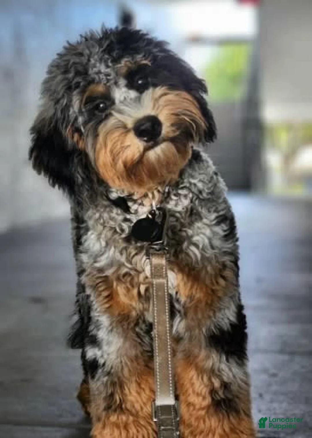 Gallery Image {{count}}