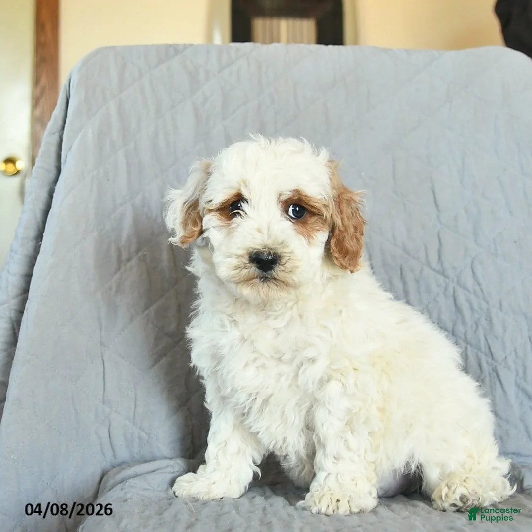 Mini Goldendoodle dogs for sale: Lily  - Ad 2