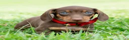 Miniature Dachshund dogs for sale: Hawtdog - Ad 2