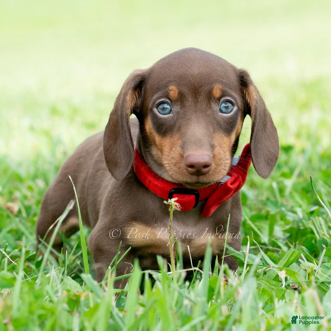 Miniature Dachshund dogs for sale: Hawtdog - Ad 2