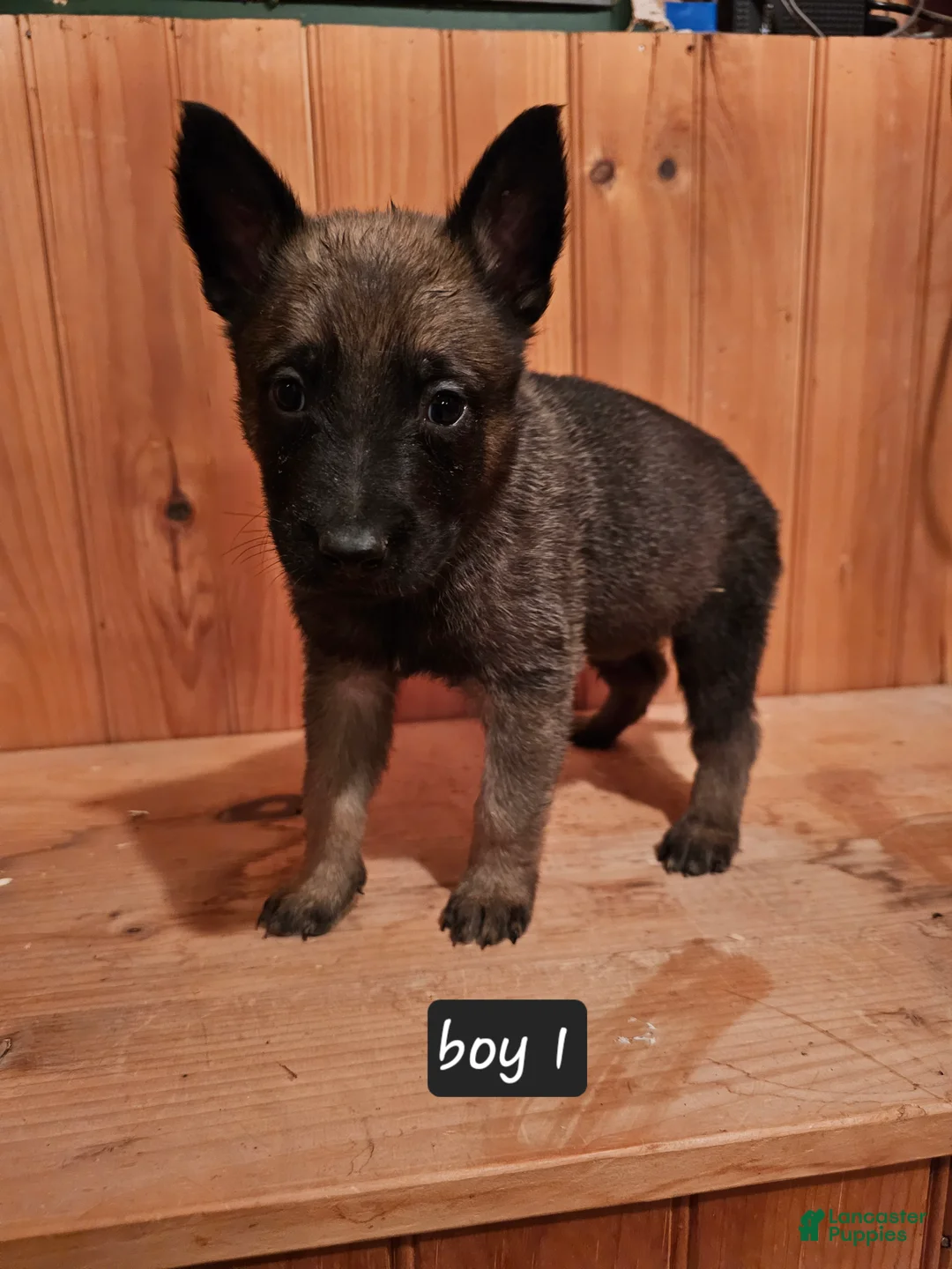 Belgian Malinois dogs for sale: Belgian Malinois Puppy 1 - Ad 2