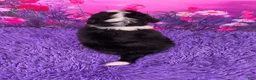 Mini Bernedoodle dogs for sale: Scooter - Ad 4