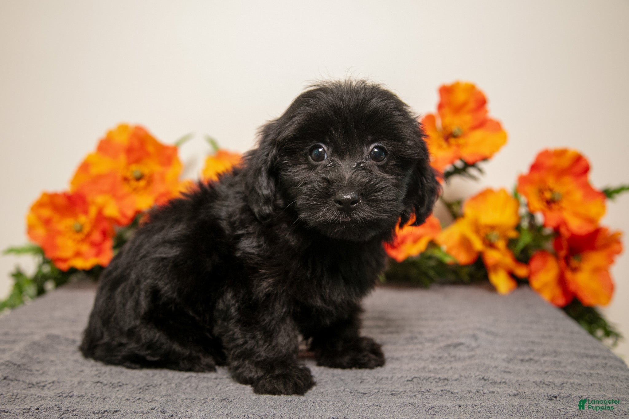 Yorkiepoo dogs Milo - Ad 1