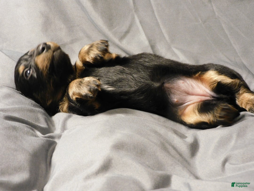 Miniature Dachshund dogs for sale: LMA's ChampionDoxie Snoop Dogg - Ad 20