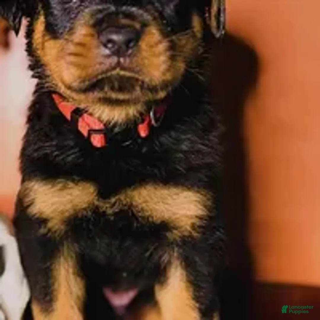 Rottweiler dogs for sale: Rottweiler Puppy 1 - Ad 2