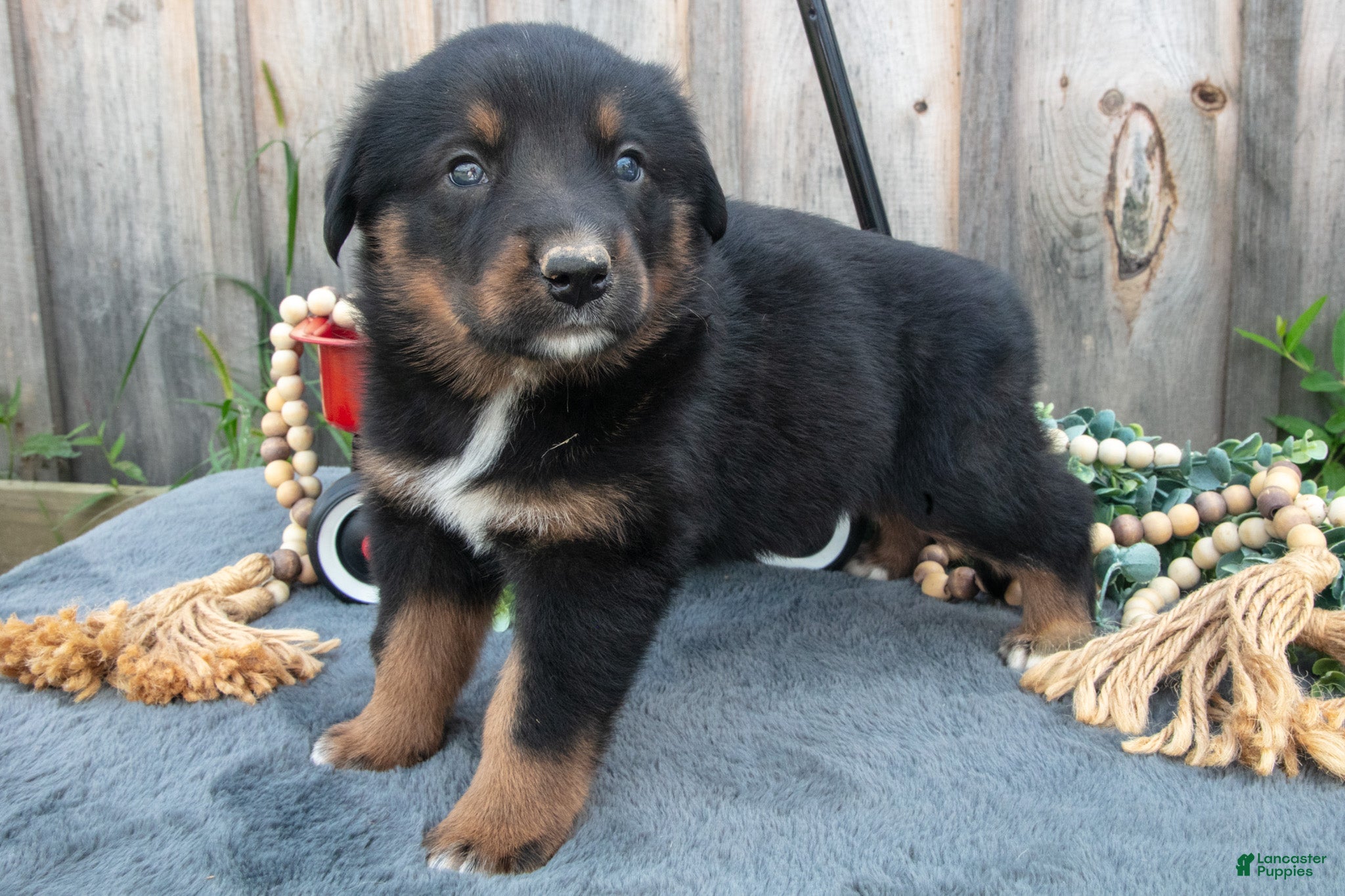Mixed Breed dogs Gizmo - Ad 2