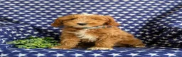 Mini Goldendoodle dogs for sale: Blaze Hypoallergenic - Ad 3
