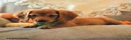 Miniature Dachshund dogs for sale: Spencer - Ad 3