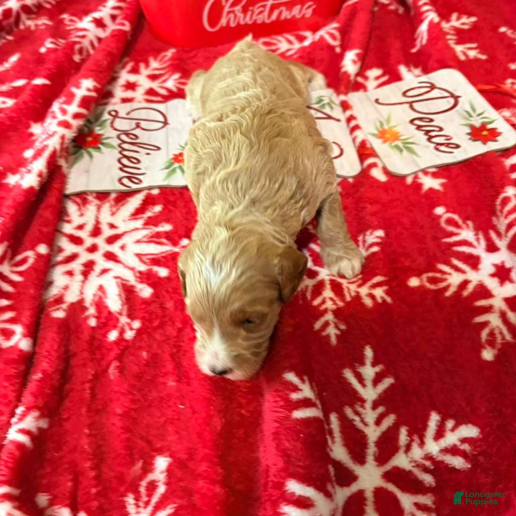 Mixed Breed dogs for sale: Mixed Breed Puppy 1 - Ad 1