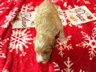 Mixed Breed dogs Mixed Breed Puppy 1 - Ad 3