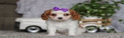 Cavalier King Charles Spaniel dogs for sale: Maggie - Ad 3