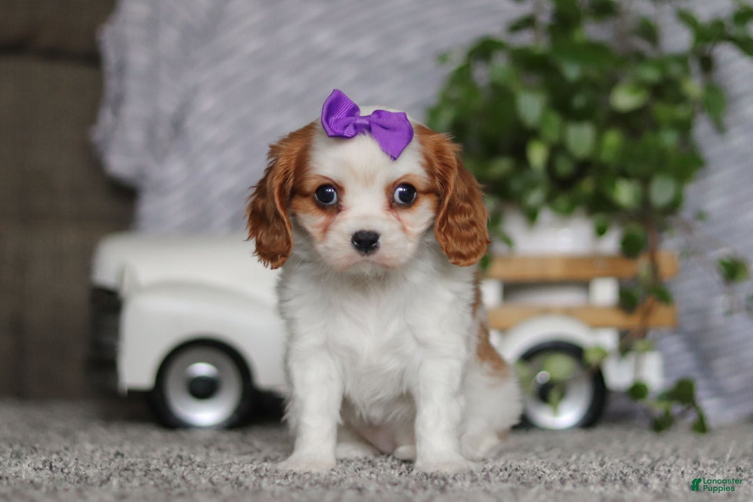Cavalier King Charles Spaniel dogs for sale: Maggie - Ad 3