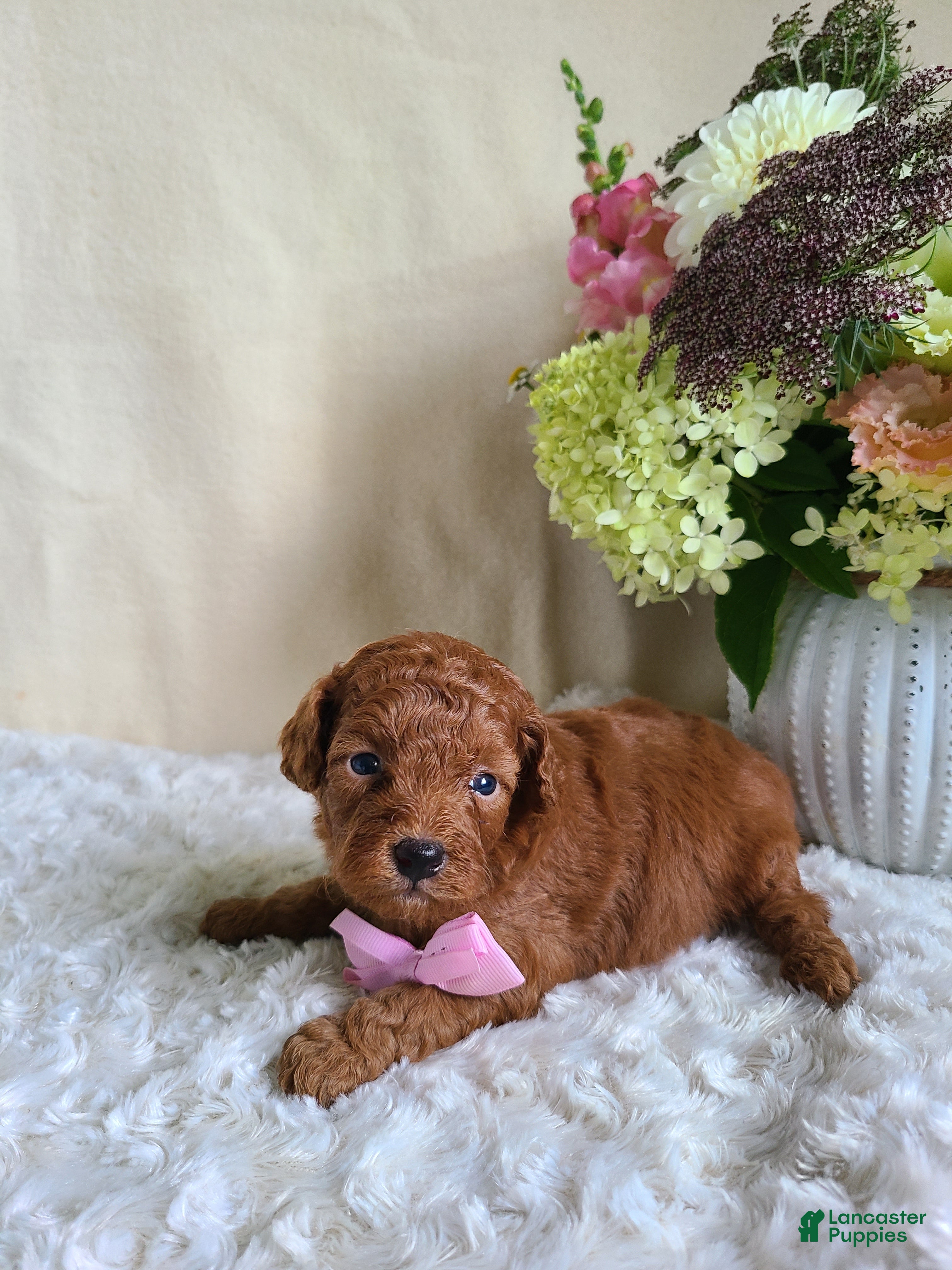 Mini Goldendoodle dogs Izzy - Ad 2