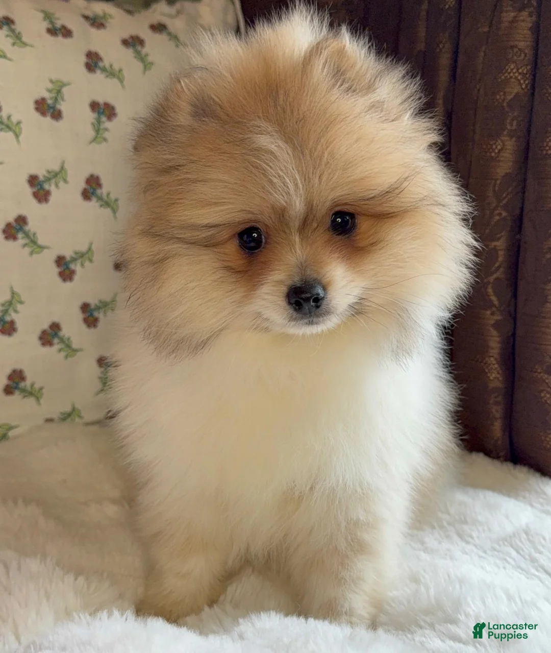 Pomeranian dogs for sale: Pomeranian Puppy Steve - Ad 4