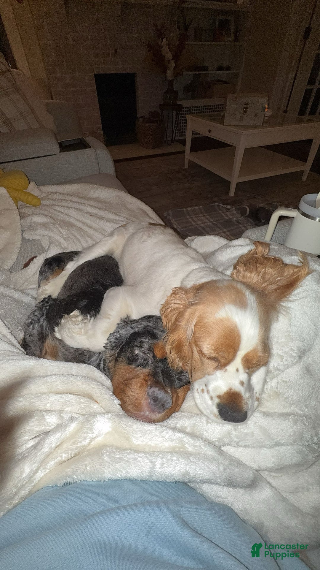 Cocker Spaniel dogs for sale: Teddy - Ad 16