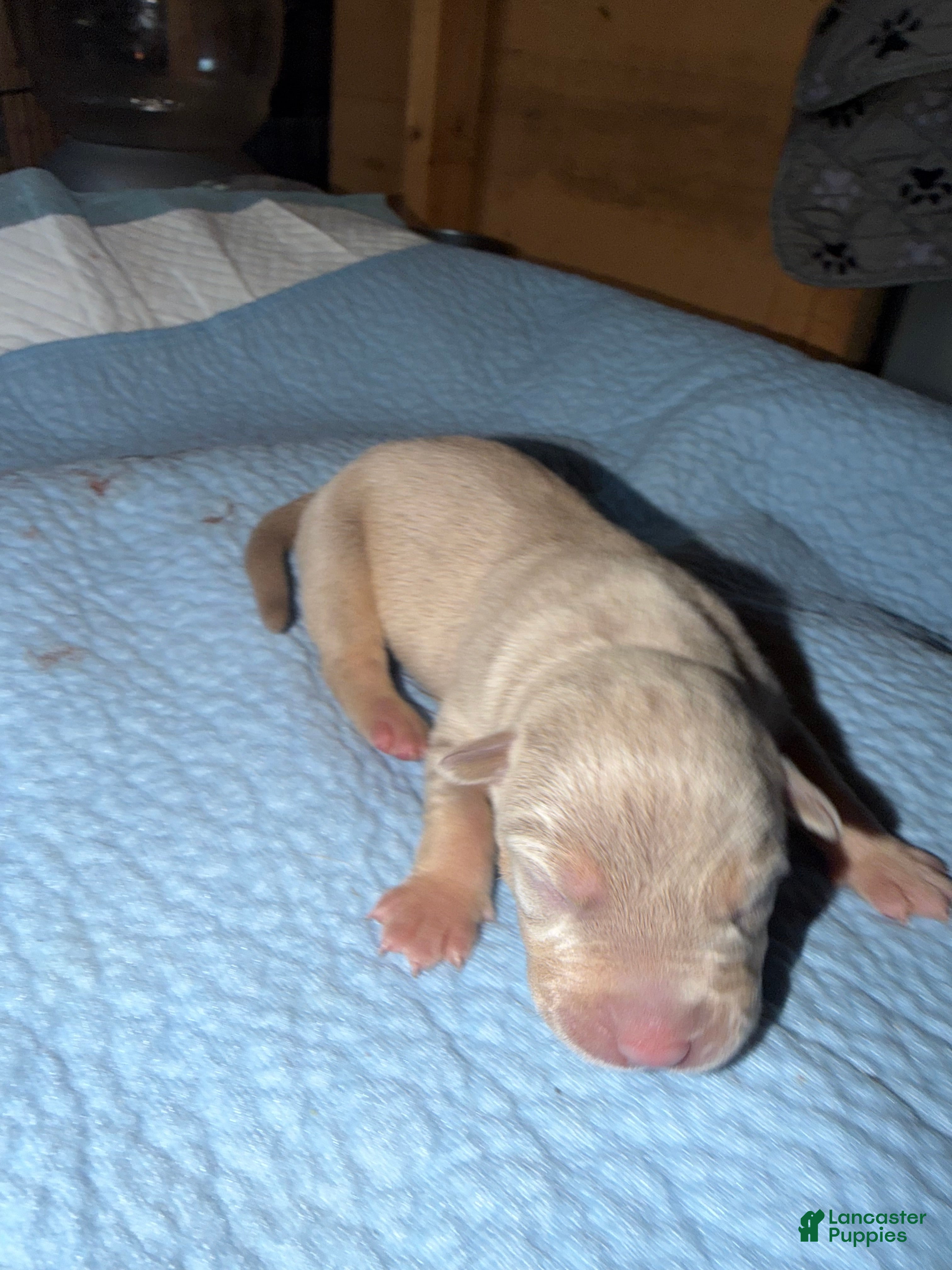 American Bully dogs Mable - Ad 1