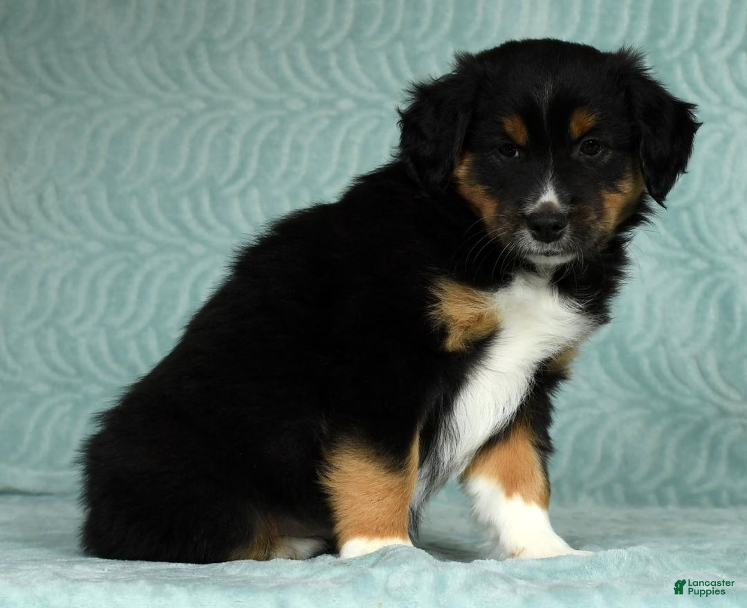 Australian Shepherd dogs for sale: Hank - Ad 8