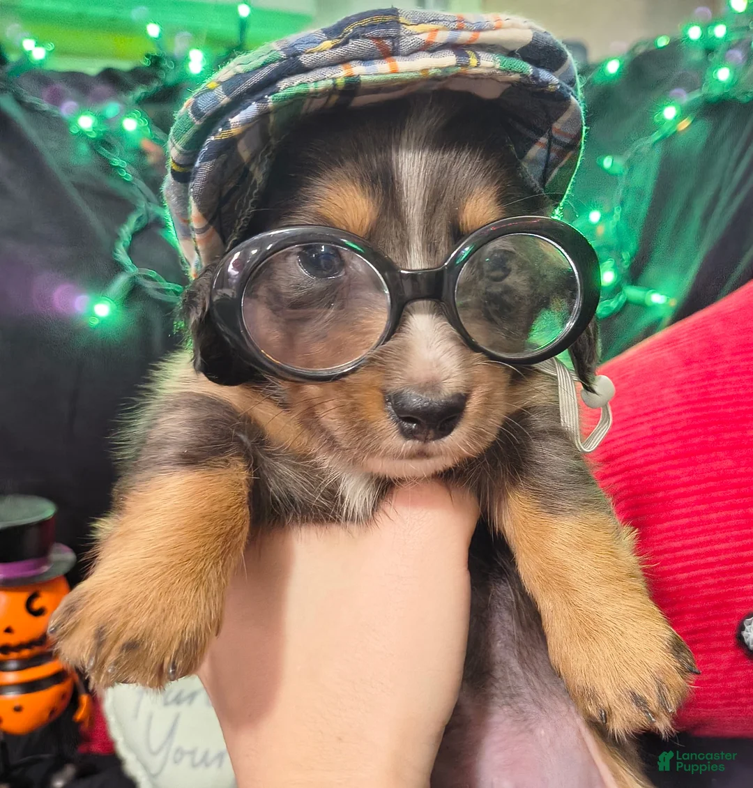 Miniature Dachshund dogs for sale: Miniature Dachshund 4 - Ad 1