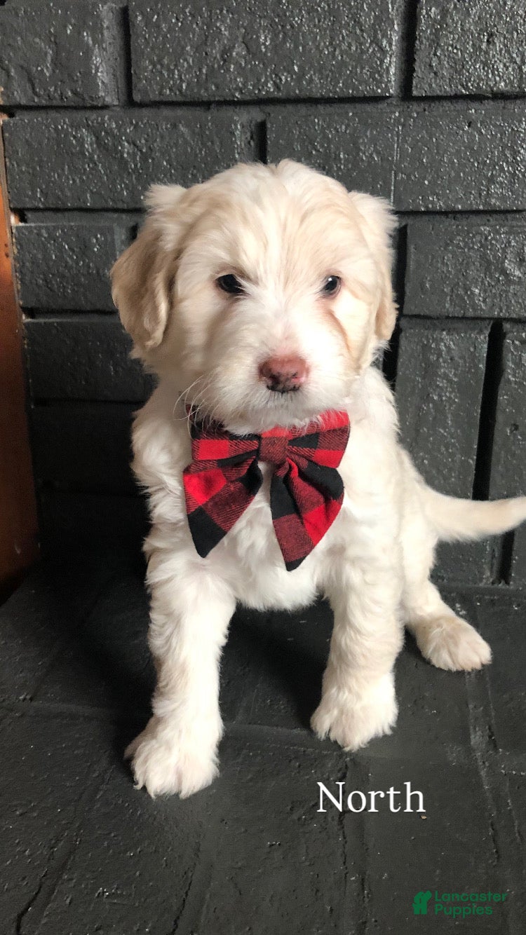 Aussiedoodle dogs North - Ad 40