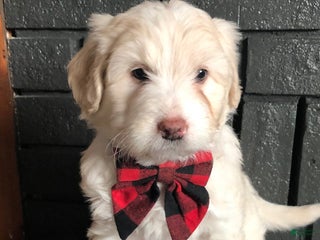 Aussiedoodle dogs North - Ad 27